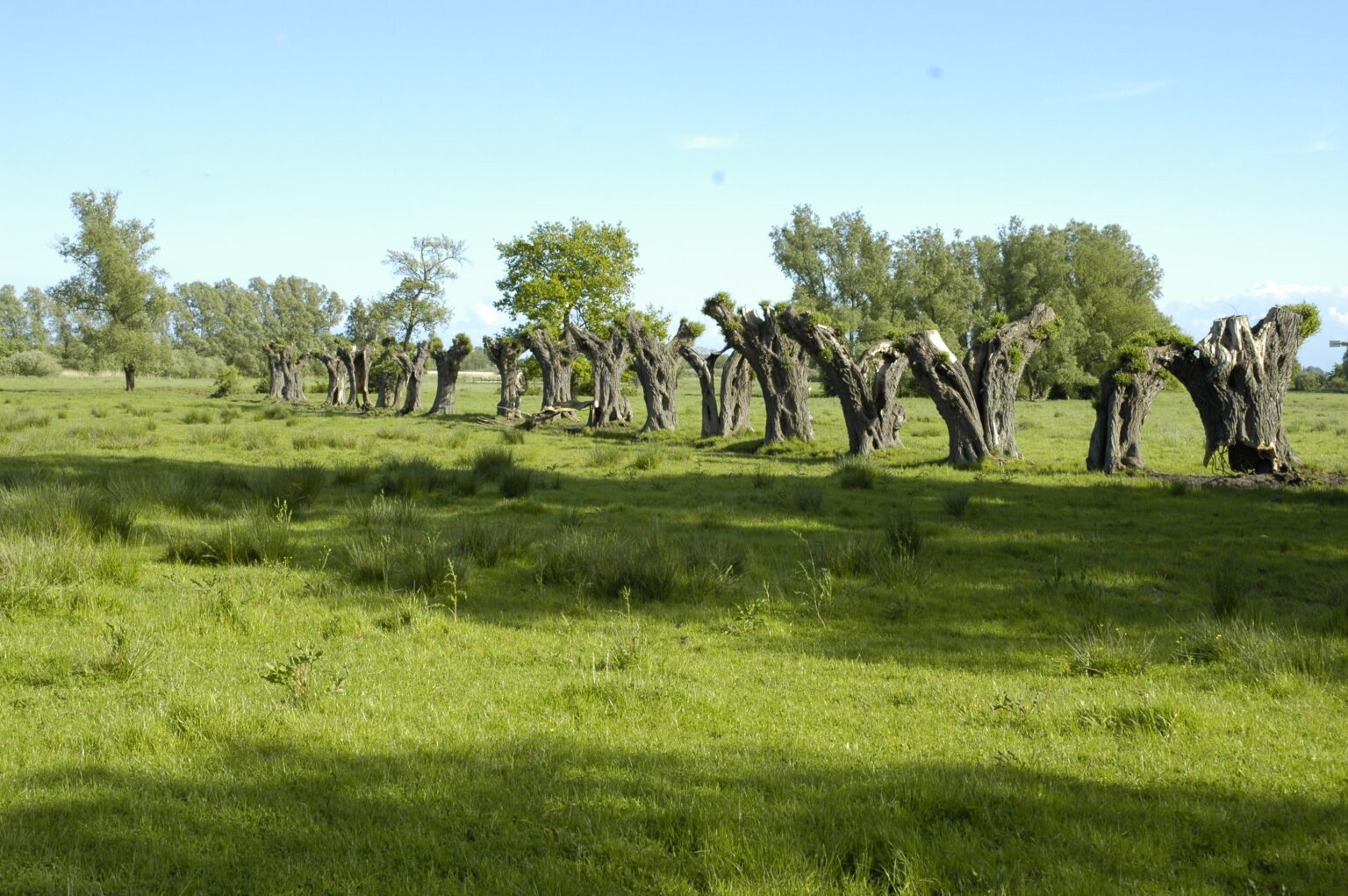 Landschaft auf Mönchgut, Rügen – Bild 9