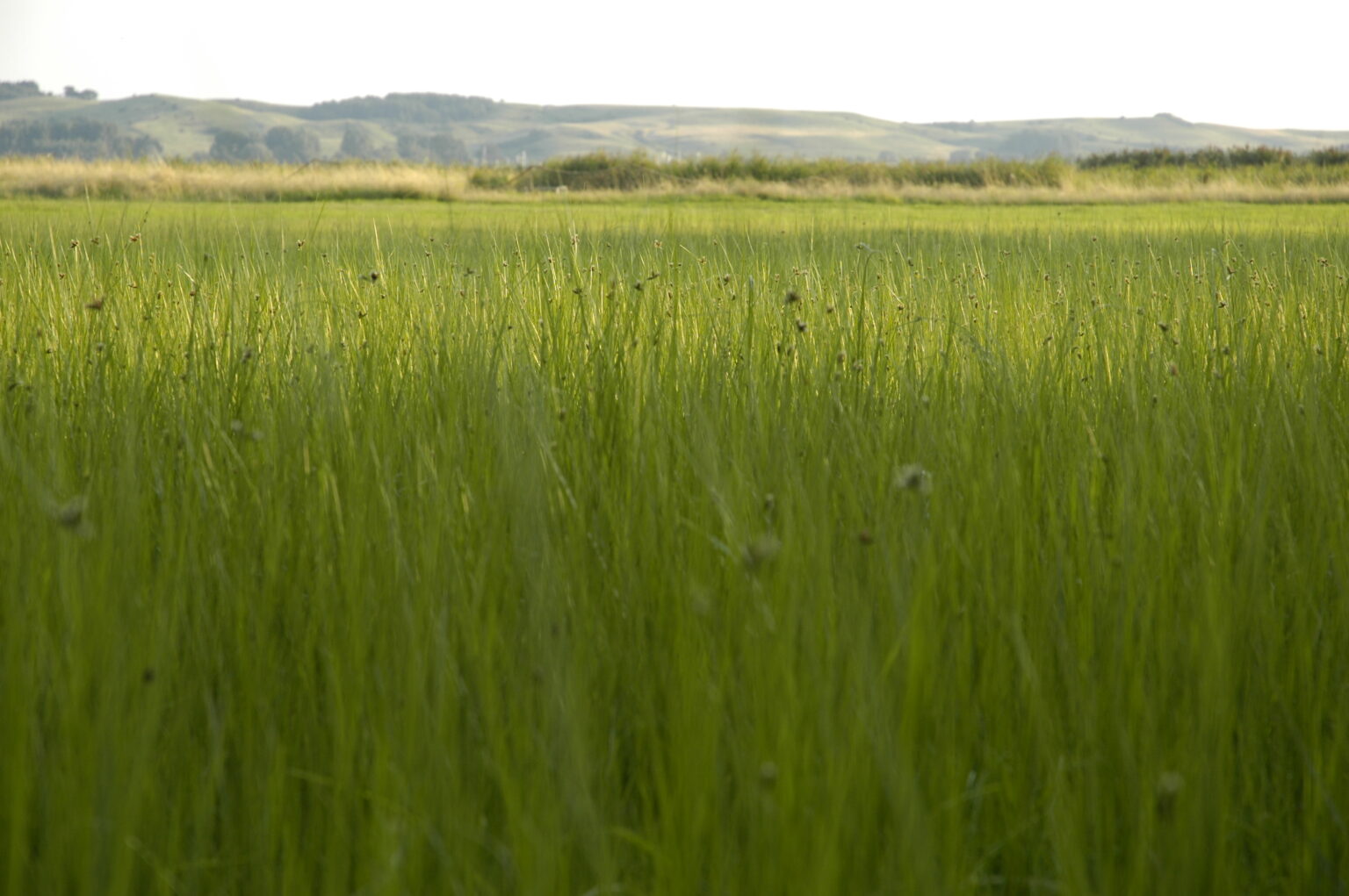 Landschaft auf Mönchgut, Rügen – Bild 20