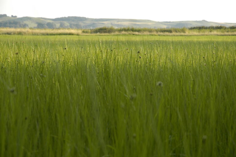 Landschaft auf Mönchgut, Rügen – Bild 20
