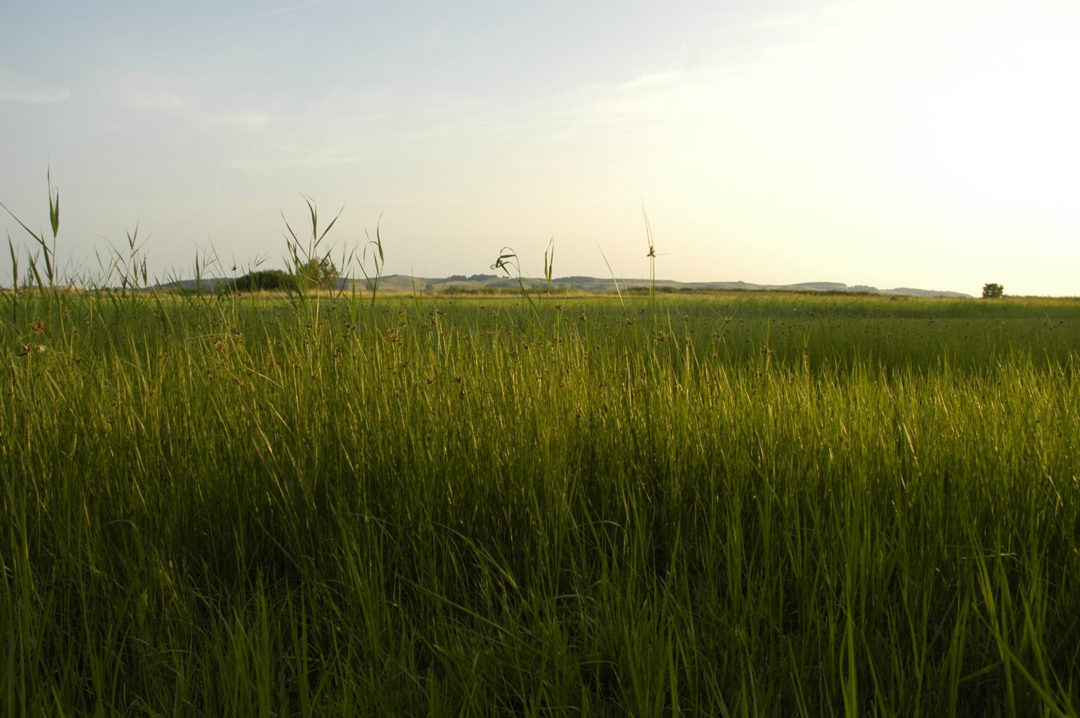 Landschaft auf Mönchgut, Rügen – Bild 40